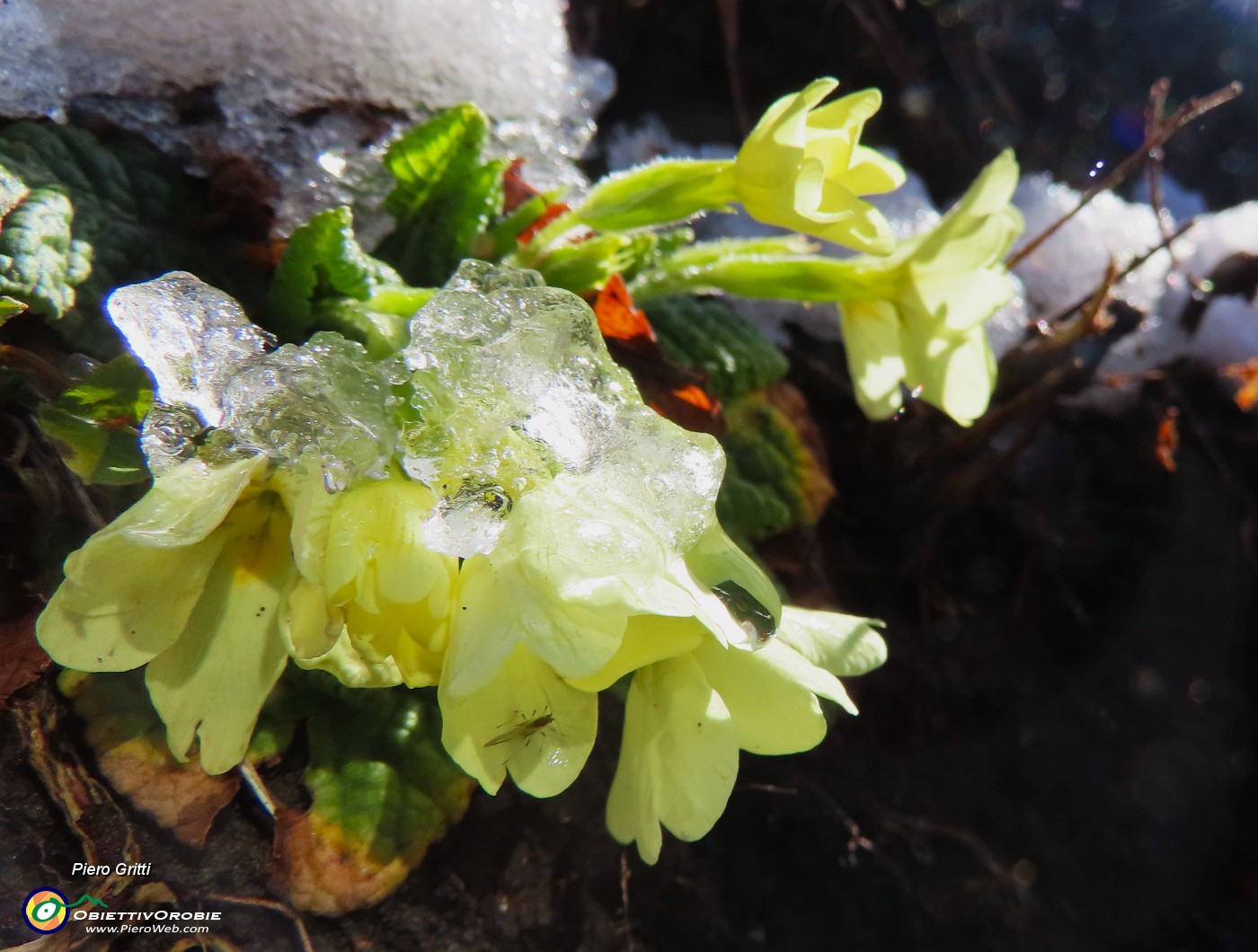 18 Primule in fiore sotto il peso della neve ghiacciata .JPG